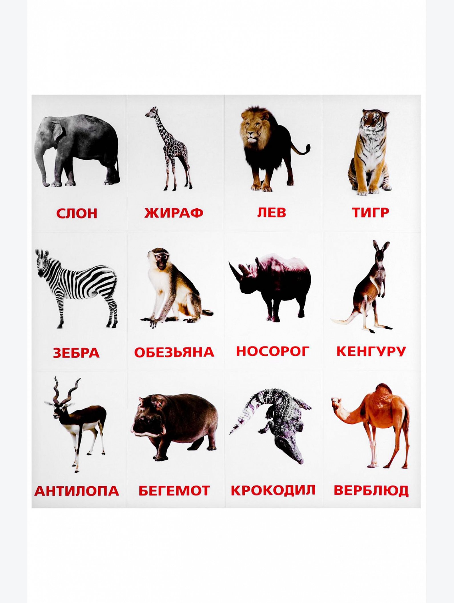 Обучающие карточки по методике Г. Домана Животные жарких стран ЛАС ИГРАС